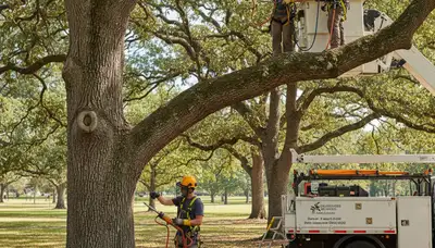 Columbia, MO arborist treating tree disease to protect healthier trees