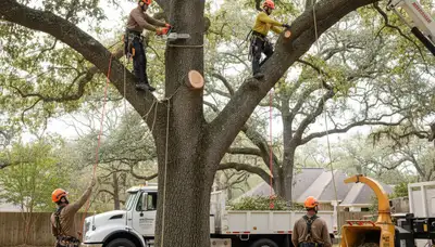 Tree removal crew working on hazardous tree in Columbia, MO