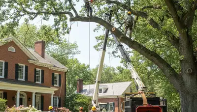 Tree service crew in Columbia, MO providing professional tree removal and trimming for local properties