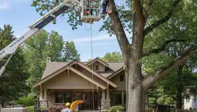 Tree service crew in Columbia, MO performing professional tree removal work