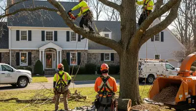 Tree service crew in Columbia, MO providing professional tree removal and arbor care