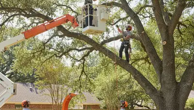 Professional tree trimming service in Columbia, MO, maintaining healthy and balanced trees